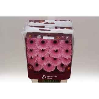 Freshy Gerbera Großblumig Aqua “Pre-semmy” | Farbe: Rosa | Länge ± 45 centimeter | Pro 15 frische Blumen