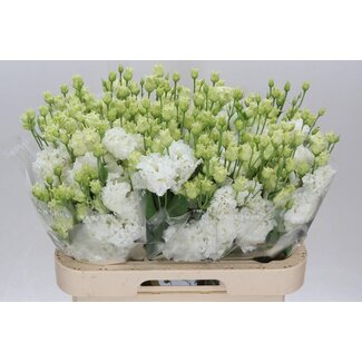 Freshy Eustoma Lisianthus Gefüllt “Alissa Pure White” | Farbe: Weiß | Länge ± 70 centimeter | Pro 10 Stiele frische Blumen