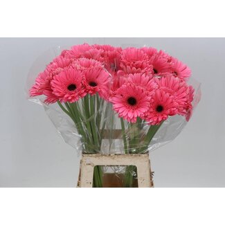 Freshy Gerbera “Pre-intenzz” | Colour: Pink | Length ± 65 centimetre | Per 10 fresh flowers