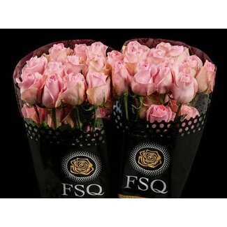 Freshy Grootbloemige Roos “Luciano” | Kleur: Roze | Lengte ± 50 centimeter | Herkomst Ecuador | Per 20 verse rozen