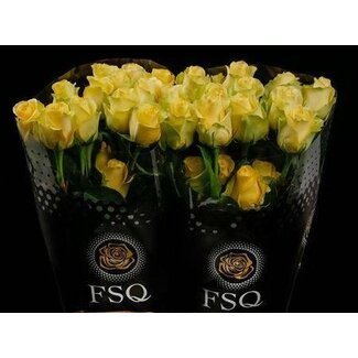 Freshy Großblütige Rose “Minion Rose” | Farbe: Gelb | Länge ± 40 centimeter | Herkunft Ecuador | Pro 20 frische Rosen