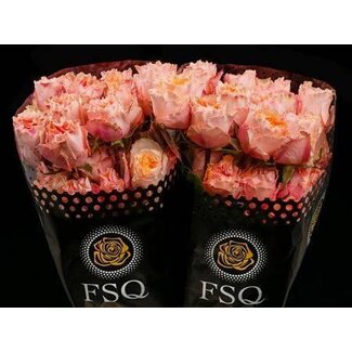 Freshy Rose grandiflore “Peach Campanella” | Couleur: Pêche | Longueur ± 50 centimeter | Origine Équateur | Par 20 roses fraîches
