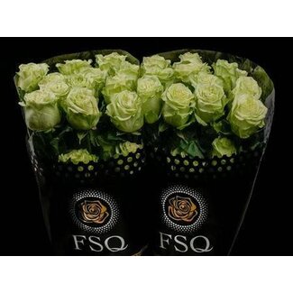 Freshy Rose à grandes fleurs “Lemon Pie” | Couleur: Vert | Longueur ± 40 centimeter | Origine Ecuador | Par 20 roses fraîches