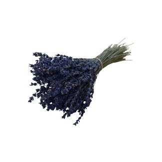 Dutch Dried Getrockneter Lavendel | Farbe: Dunkelblau Natuurlijk | Lavendel Trockenblumen | Länge ± 30 centimeter | Gewicht 70 gram | Pro Bund