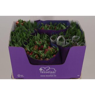 Freshy Alstroemeria Gemischt im Fust Import | Farbe: Gemischte Farben | Länge ± 75 centimeter | Pro 30 Stiele frische Blumen
