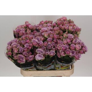 Freshy Rose en grappes hollandaise “Purple Sky” | Couleur: Violet | Longueur ± 80 centimeter | Par 10 roses fraîches