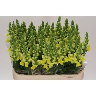Freshy Antirrhinum gueule-de-loup “Legend Jaune” | Couleur: Jaune | Longueur ± 75 centimeter | Par 10 fleurs fraîches