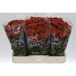 Freshy Chrysantheme Chrysant Santini “Mad Orange Tyolo” | Farbe: Braun | Länge ± 55 centimeter | Pro 25 Stiele frische Blumen