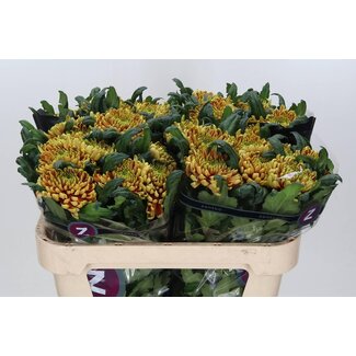 Freshy Deko Chrysantheme Chrysant “Ross Elizabeth” | Farbe: Braun | Länge ± 70 centimeter | Pro 10 frische Blumen