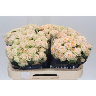 Freshy Rose en grappe hollandaise “Trinity” | Couleur: Orange | Longueur ± 60 centimeter | Par 10 roses fraîches