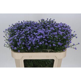 Freshy New Netherland Aster Novi-Belgii “A Mi Baby Blue” | Colour: Blue | Length ± 70 centimetre | Per 25 stems fresh flowers