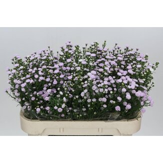 Freshy Aster Astee “Mb Pin Pea” | Couleur: Violet | Longueur ± 70 centimeter | Par 25 tiges de fleurs fraîches