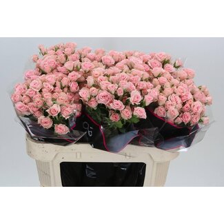 Freshy Hollandaise rose à grappes “Lydia” | Couleur: Rose | Longueur ± 70 centimeter | Par 10 roses fraîches