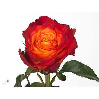 Freshy Rosen “Atomic” | Farbe: Rot | Länge ± 50 centimeter | Pro 25 Rosen