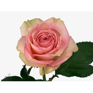 Freshy Roses “Esperance” | Couleur: Rose | Longueur ± 60 centimeter | Par 25 roses