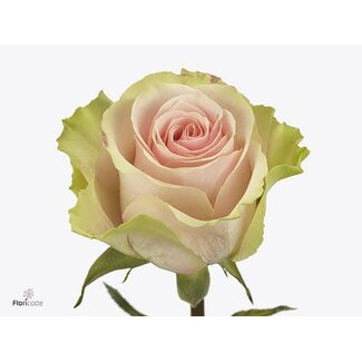 Freshy Rosen “Frutetto” | Farbe: Rosa | Länge ± 50 centimeter | Pro 25 Rosen