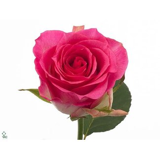 Freshy Rosen “Malibu” | Farbe: Rosa | Länge ± 60 centimeter | Pro 25 Rosen