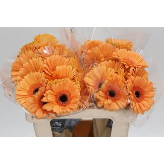 Freshy Gerbera “Jetset” | Farbe: Orange | Länge ± 50 centimeter | Pro 10 frische Blumen