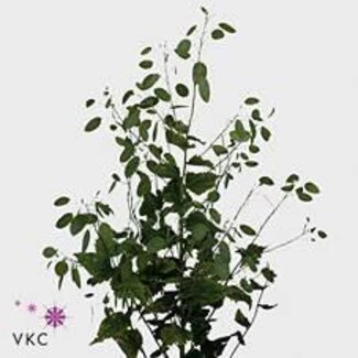 Freshy Lunaria Ann Groene P