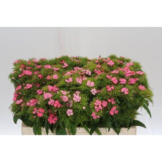 Freshy Duizendschoon Pink Beauty