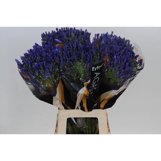 Freshy Agapanthus “Atlantic Ocean Eijco” | Colour: Blue | Length ± 70 centimetre | Per 10 fresh flowers