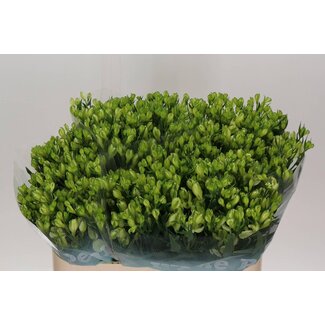Freshy Alstroemeria Fl “Perles Blanches” | Couleur: Blanc | Longueur ± 75 centimeter | Par 10 tiges de fleurs fraîches