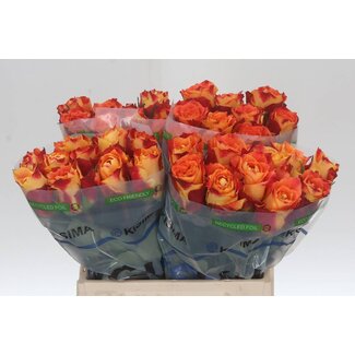 Freshy Roses “Silantoi” | Colour: Orange | Length ± 40 centimetre | Per 20 roses