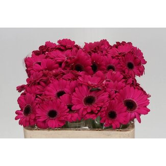 Freshy Germini Aqua “Caprice” | Couleur: Rose | Longueur ± 50 centimeter | Par 20 fleurs fraîches