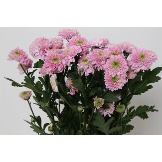 Freshy Chrysanthème en grappes Chrysanthemum “Letsgo Pink” | Couleur: Violet | Longueur ± 70 centimeter | Par 10 tiges de fleurs fraîches