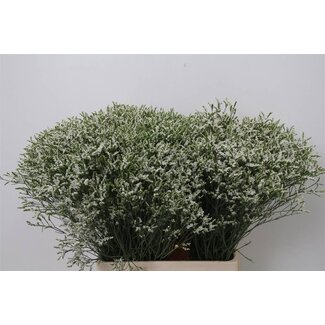 Freshy Limonium Statice Sinuata “Senecio Tip Top” | Couleur: Blanc | Longueur ± 70 centimeter | Par 25 tiges fleurs fraîches