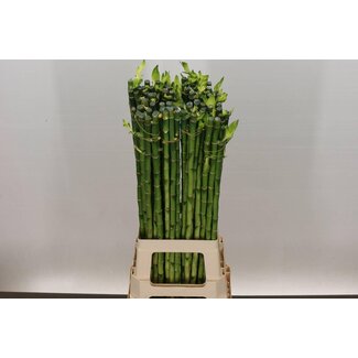 Freshy Dracaena S Lucky Bamboo Recht