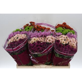 Freshy Chrysanthème Chrysant Santini “Gemengd Happy” | Couleur: Couleurs mélangées | Longueur ± 55 centimeter | Par 25 tiges de fleurs fraîches