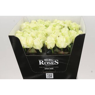 Freshy Roses “Avalanche Bergenia” | Couleur: Blanc | Longueur ± 70 centimeter | Par 10 roses