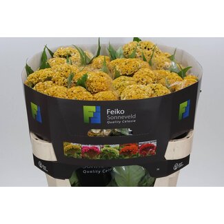 Freshy Celosia Cristata “Act Incarvillea” | Couleur: Jaune | Longueur ± 72 centimeter | Par 10 fleurs fraîches