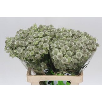 Freshy Astrantia “Billion Star Xl” | Farbe: Weiß | Länge ± 60 centimeter | Pro 25 frische Blumen