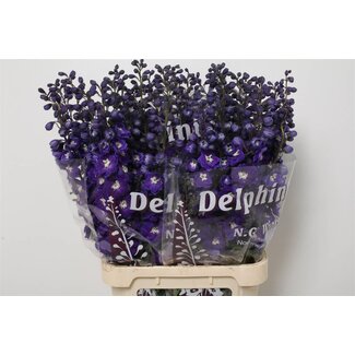 Freshy Delphinium Du Dew “Sourire Bleu Foncé” | Couleur: Bleu | Longueur ± 95 centimeter | Par 10 fleurs fraîches