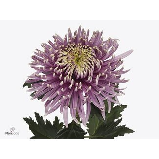 Freshy Déco Chrysanthème Chrysanthème “Baltazar Intense” | Couleur: Violet | Longueur ± 75 centimeter | Par 10 fleurs fraîches