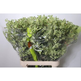 Freshy Anigozanthos Sonstiges Grün | Farbe: Gemischte Farben | Länge ± 100 centimeter | Pro 10 frische Blumen
