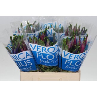 Freshy Veronica “Smart Col Gemengd” | Farbe: Gemischte Farben | Länge ± 60 centimeter | Pro 50 frische Blumen