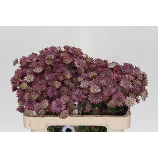 Freshy Astrantia “Roma” | Couleur: Rose | Longueur ± 50 centimeter | Par 25 fleurs fraîches