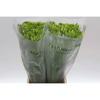 Freshy Freesia enkel “Wonderful White” | Couleur: Blanc | Longueur ± 54 centimeter | Par 50 tiges de fleurs fraîches