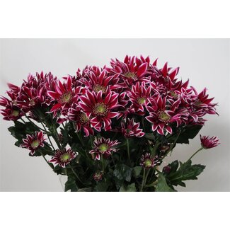 Freshy Rispenchrysant Chrysanthemum “T Bolte” | Farbe: Rot | Länge ± 70 centimeter | Pro 10 Stiele frische Blumen