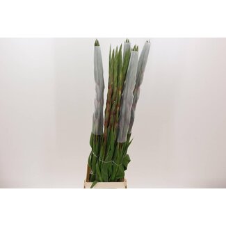 Freshy Gladiolus groß “Cantate” | Farbe: Rosa | Länge ± 110 centimeter | Pro 10 frische Blumen