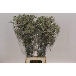 Freshy Anigozanthos “Lilac Queen” | Couleur: Vert | Longueur ± 90 centimeter | Par 20 fleurs fraîches