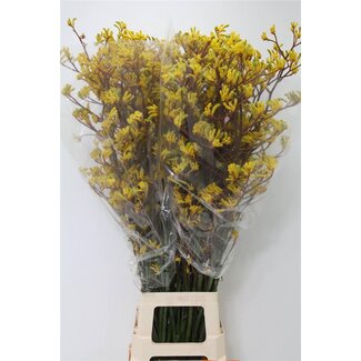 Freshy Anigozanthos Jaune Mélangé | Couleur: Jaune | Longueur ± 110 centimeter | Par 20 fleurs fraîches