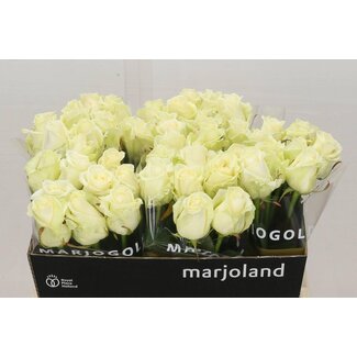 Freshy Roses “Dolomiti” | Couleur: Blanc | Longueur ± 55 centimeter | Par 10 roses