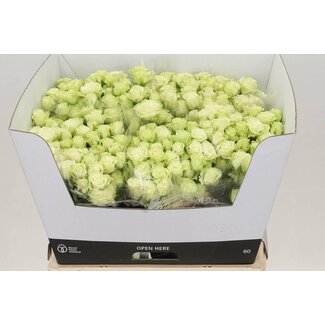 Freshy Holländische Trosrose “Green Glow” | Farbe: Grün | Länge ± 60 centimeter | Pro 10 frische Rosen
