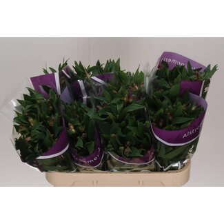 Freshy Alstroemeria “Carline” | Farbe: Lila | Länge ± 70 centimeter | Pro 10 Stiele frische Blumen