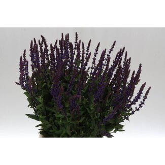 Freshy Salvia Nem Caradonna