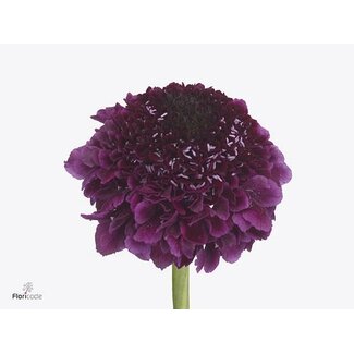 Freshy Scabiosa At “F Scoop Dark Purple” | Couleur: Violet | Longueur ± 70 centimeter | Par 20 fleurs fraîches
